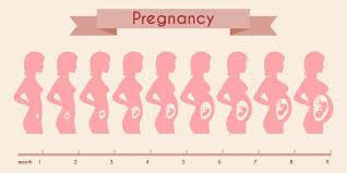 belly size during pregnancy chart pregnancy baby size chart