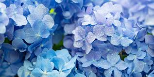 Être fleur bleue