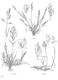 Image result for Poa binata