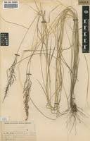 Image result for Setaria longiseta
