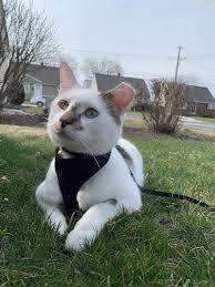 Feral Boy Turned House Cat Enjoys The Best Of Both Worlds Cats Cat House Animals