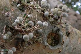 Image result for Ficus sycomorus