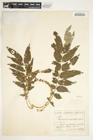 Image result for Cliffortia linearifolia