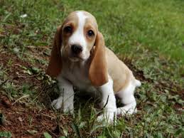 Black And White Basset Hound Puppies For Sale Basset Hounds Puppies For Sale Hound Puppies Basset Hound Puppy Puppies