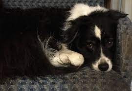 Pin On Border Collies Pets