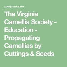 The Virginia Camellia Society Education Propagating Camellias By Cuttings Seeds Propagation Society Education