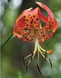 Carolina Lily North Carolina S State Flower Our State Habitat Garden Planting Flowers Native Plants