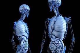 Teaching toys wired human torso body model anatomy anatomical medical internal organs spleen, lung, kidney, liver and heart; What Is The Difference Between The Upper Torso And Chest