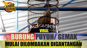 Viral Lomba Burung Puyuh Di Gantangan Burung Ocehan Youtube