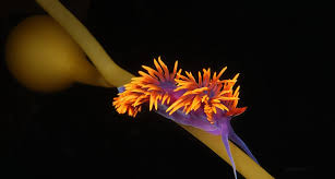 A spanish shawl nudibranch (flabellina iodinea) photographed at research experience and education facility at the university of california, santa barbara photograph by joel sartore, national. Spanish Shawl Nudibranch Bing Gallery