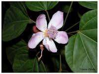 Image result for Bixaceae