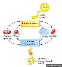 These animations bring to life the molecular engines inside mitochondria that generate atp, the main source of chemically stored energy used throughout the body. Best Cellular Respiration Gifs Gfycat