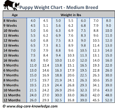 Check spelling or type a new query. Puppy Weight Chart This Is How Big Your Dog Will Be Dog Weight Chart Puppy Growth Chart Weight Chart
