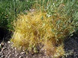 Image result for Cuscuta abyssinica