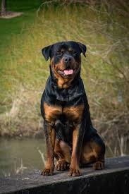 Check spelling or type a new query. Dogs That Stalter Rottweilers Has Produced Stalter Rottweilers