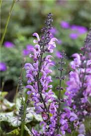Image result for Salvia pratensis `Rose Rhapsody