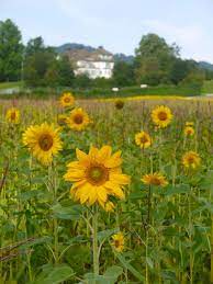 sonnenblumen bei ruschlikon sonnenblumen blumen zurich