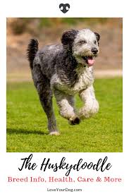 The poodle, called the pudel in german and the caniche in french, is a breed of water dog. Siberian Husky Poodle Mix Siberpoo Breed Info Puppy Prices Husky Poodle Husky Poodle Mix Poodle Mix Dogs