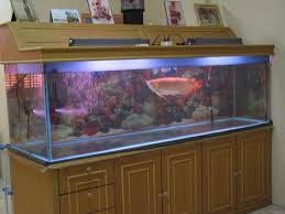 Pin On Fish Fish Tanks