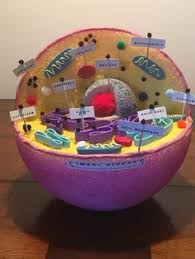 Cell Animal 3d Model With Images Animal Cell Project In 2020 Biology Projects Cell Model Project Animal Cell Model Project