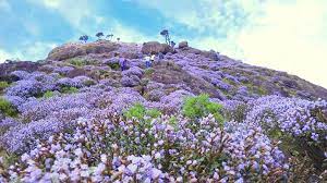 Check spelling or type a new query. Neelakurinji The Wonder Flower To Bloom After 12 Years Kerala Will Soon Turn Blue