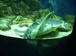 aquarium pyramid swimming tortoise