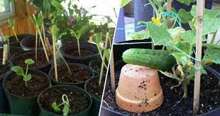 Grow three standard size plants in a 15 gallon (57l) and six in a 30 gallon (114l) container. Growing Cucumbers In Pots With These Easy Tips Gardening Channel