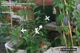 Image result for Bouvardia longiflora