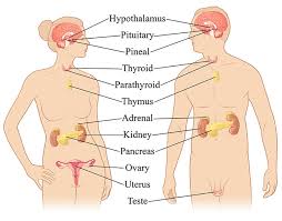 nerves and hormones biology socratic