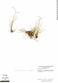 Image result for Microchloa