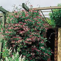 Madreselva es un arbusto formado por más de 180 especies diferentes, casi todas ellas de carácter trepador. Verdeesvida La Madreselva De Las Flores De Fuego