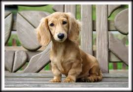 <head><meta name=description content=we are a small breeder of dachshund puppies located on the east coast of central florida.all of are dachshunds. English Cream Mini Dachshund Puppies For Sale
