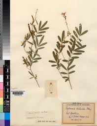 Image result for Agathisanthemum globosum