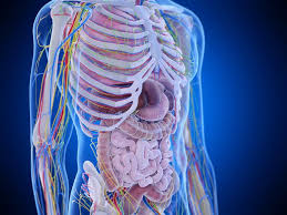 The aim of our work was to provide a detailed anatomy of the abdominal wall of the hybrid dogs with concerning to the canalis inguinalis of both sexes. Abdominal Anatomy Stock Illustrations 6 519 Abdominal Anatomy Stock Illustrations Vectors Clipart Dreamstime