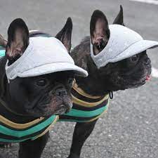 Style Is The Message French Bulldogs In Hats 1010guugu Baby Animals Bulldog Puppies French Bulldog Puppies