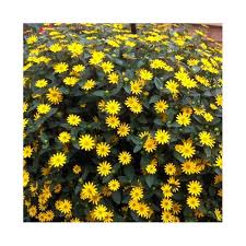 Image result for foto Vitálka