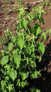 Image result for Mesosphaerum suaveolens