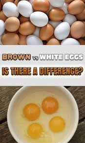 Brown Vs White Eggs Is There A Difference White Eggs Healthy Drinks Food