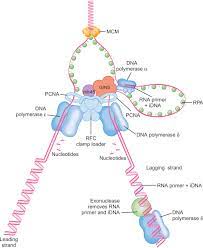 Okazaki Fragments An Overview Sciencedirect Topics