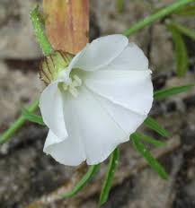 Image result for Merremia pterygocaulos