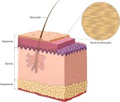 Its extracellular matrix contains thick bundles of interlacing collagen and elastic fibers that run in many different planes. Structure Of The Skin Course Hero