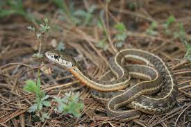 Since garter snakes like to show up in people's gardens, people began to refer to the snakes as garden snakes. Mexican Wandering Garter Snake Wikiwand