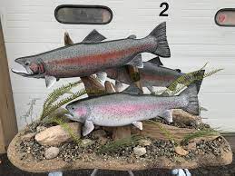 The rainbow trout back is dusky olive and the sides along with dorsal and tail fins covered with many black spots. Rainbow Trout Fish Mounts Replicas By Coast To Coast Fish Mounts