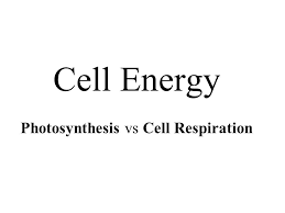 Cell Energy Photosynthesis Vs Cell Respiration Ppt Video
