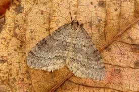 Image result for Operophtera brumata