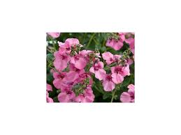 Image result for ostruhatka