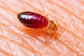Pest r gone pest control in hamilton offers the highest quality pest control and removal services to homeowners and businesses in hamilton ontario. Hamilton Ancaster Dundas Truly Nolen Canada
