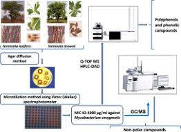 Image result for Terminalia brachystemma