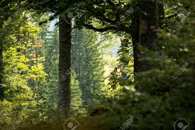 Free for commercial use ✓ no attribution required . Aesthetic Forest Trees In Summer Light Stock Photo Picture And Royalty Free Image Image 163247305