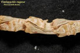 Image result for Coelorachis